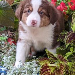 Miniature Australian Shepherd Puppies from Renegade Kennels