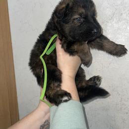 Rowen   Green collar - Sable male German Shepherd puppy in Winterport, Maine from Vom Stevens Old Fashioned German Shepherds