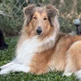 Collies from Mountain River Collies