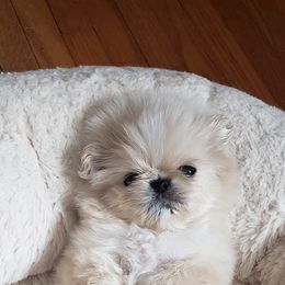 Pekingese Puppies from Tao Pekingese