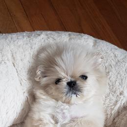 Pekingese Puppies from Tao Pekingese