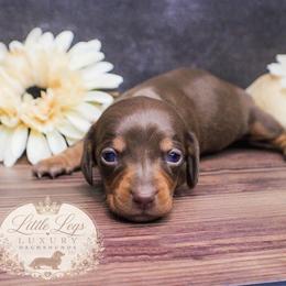 AKC Aster - Chocolate and tan female Dachshund puppy in Christiansburg, Virginia from Little Legs Luxury Dachshunds LLC