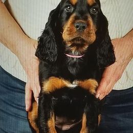Gordon Setter Puppies from Bravo Gordon Setters