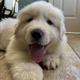 Great Pyrenees from War Crys