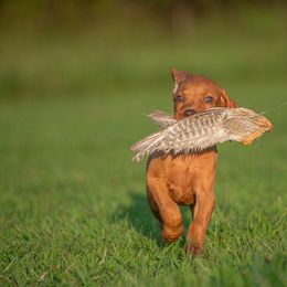 German Shorthaired Pointer and Vizsla Puppies from Nosam Kennels