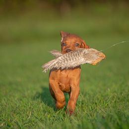German Shorthaired Pointer and Vizsla Puppies from Nosam Kennels
