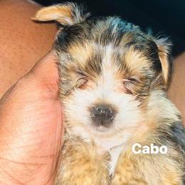 Yorkshire Terrier Puppies from Nell’s Adorable Yorkshire’s