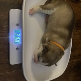 Siberian Husky Puppies from Alexandra's Siberian Huskies