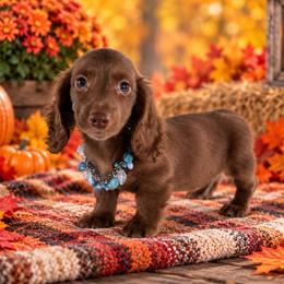 River - Chocolate male Dachshund puppy in Lincoln, Arkansas from Red Dirt Dachshunds