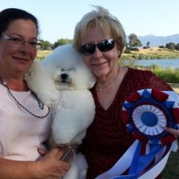 Bichon Frise All Grown Up from Drumhills Kennel