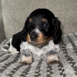 Oreo - Black Dachshund puppy in Florida from Darlin Doxins