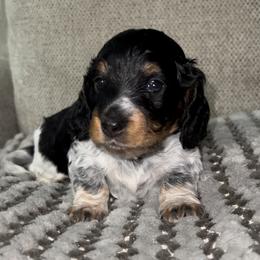 Oreo - Black Dachshund puppy in Florida from Darlin Doxins