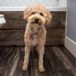 Indie - Golden Aussiedoodle
