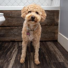 Indie - Golden Aussiedoodle