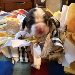 Lefty Frizzell - Black and white male English Springer Spaniel puppy in Memphis, Tennessee from Lynn Bee Avenue