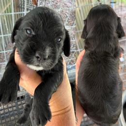 Boy 2 - Black male English Cocker Spaniel puppy in Millen, Georgia from Pine Hill Kennels