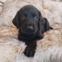 Shadow - Black male Labradoodle puppy in Apache Junction, Arizona from Loving Doodle