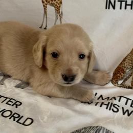 Girl 4 - Cream female Dachshund puppy in Vinton, Iowa from Lerch Family Dachshunds