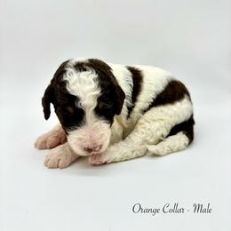 Ash - Tri-color male Bernedoodle puppy in Thornville, Ohio from Four Front Doodles & Friends