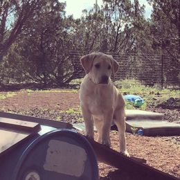 Labrador Retriever Puppies from Rim Country Labradors