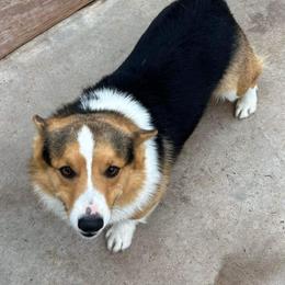 Major - Pembroke Welsh Corgi