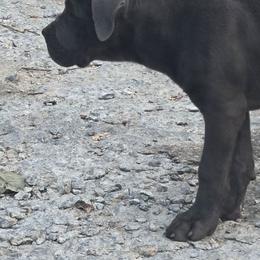 Frida - Gray female Cane Corso puppy in Asheville, North Carolina from MTO KENNELS