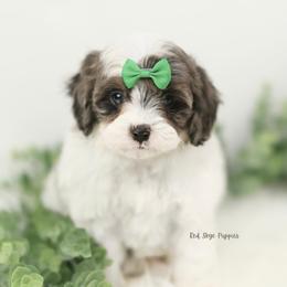 Earl (Green Collar Male) - Merle male Cavapoo puppy in Republic, Missouri from Red Skye Puppies