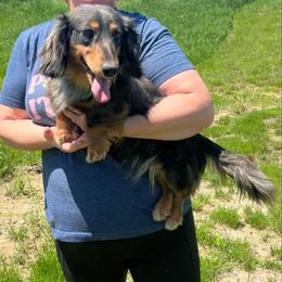 Cal Pal - Dapple male Dachshund puppy in Stuart, Iowa from Johnson Family Corgis and more