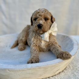 Finn - Red  male Goldendoodle puppy in Rio Linda, California from Plush Doodles