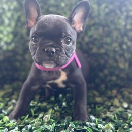 Fuchsia  collar - Black female French Bulldog puppy in Cordes Lakes, Arizona from Puppy Love AZ LLC