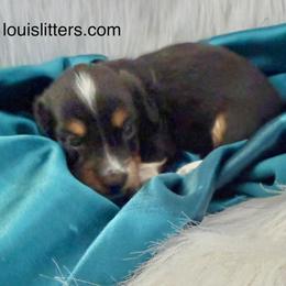 Cole - Black and cream male Dachshund puppy in Tarrant County, Texas from Louis' Litters