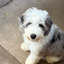 Coton de Tulear and Sheepadoodle Puppies from Majestic Creek Puppies