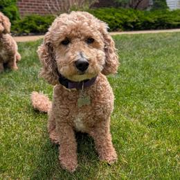 Kenzie - Goldendoodle