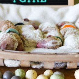 Aussiedoodle, Double Doodle, Goldendoodle, and Poodle Puppies from Hope’s Doodles