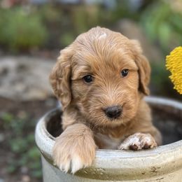Hot Pink Girl - Apricot Goldendoodle puppy in Pioneer, California from Poppy’s Precious Goldendoodles