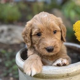 Hot Pink Girl - Apricot Goldendoodle puppy in Pioneer, California from Poppy’s Precious Goldendoodles