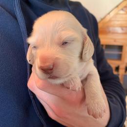Girl 3 - Cream female Dachshund puppy in Vinton, Iowa from Lerch Family Dachshunds