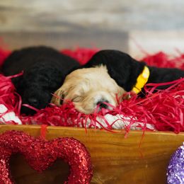 Goldendoodle Puppies from Willow’s Doodles