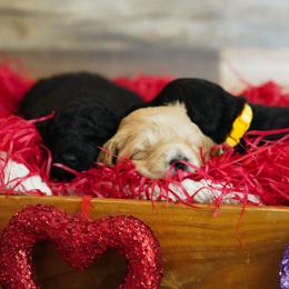 Goldendoodle Puppies from Willow’s Doodles