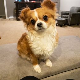 Penny - Chihuahua
