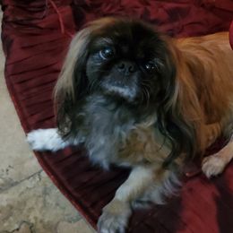 Brussels Griffons from DreamMaker FBD
