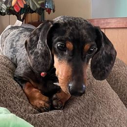 Oscar - Dachshund