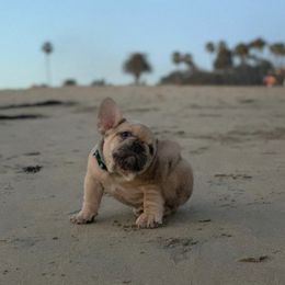 French Bulldogs from Midwest mafia kennels LLC