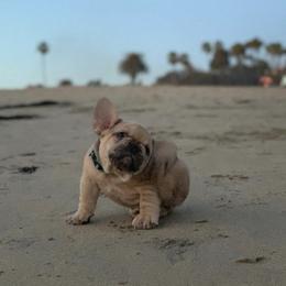 French Bulldogs from Midwest mafia kennels LLC