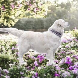 Jackie - Golden Retriever