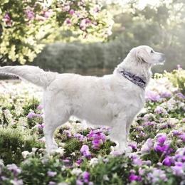 Jackie - Golden Retriever