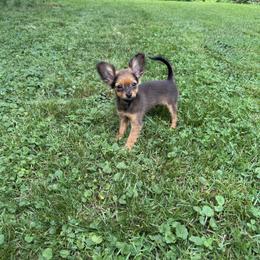 Maverick - Red sable male Russian Toy puppy in New York from Colliwood Chinese Cresteds