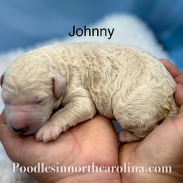 Johnny - Cream male Poodle puppy in Greenville, North Carolina from Grace Poodles