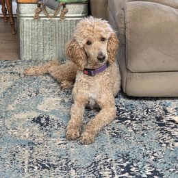 Liberty - Red  female Poodle puppy in Central Point, Oregon from Hanley Country Canines