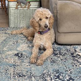 Liberty - Red  female Poodle puppy in Central Point, Oregon from Hanley Country Canines